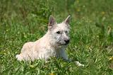 BOUVIER DES ARDENNES 440